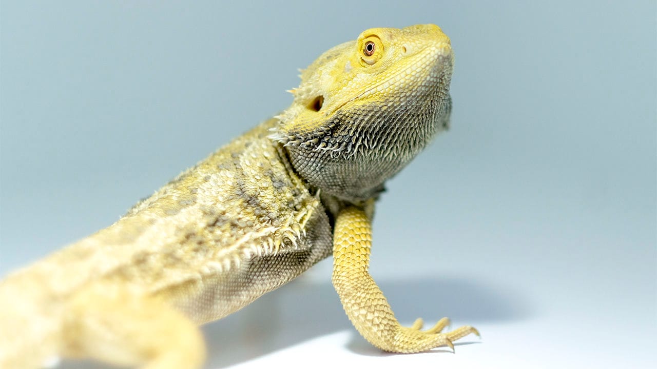 Bearded_Dragon