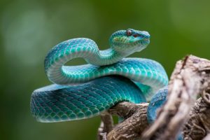 Disappearing snakes and the biodiversity crisis