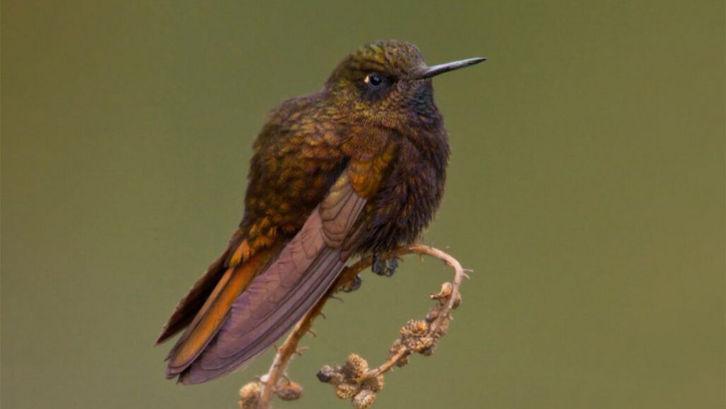 hummingbirds-black-metaltail-survives-cold-torpor